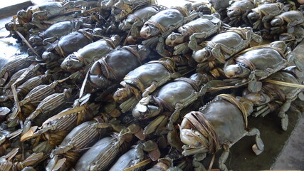 Fresh Seafood Market in Papua New Guinea