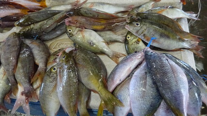 Fresh Seafood Market in Papua New Guinea