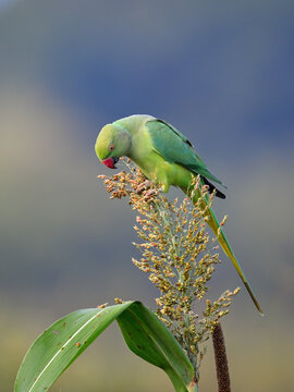 Rose-ringed Parakeet - A beautiful bird from parakeet family, found throughout Indian sub continent.