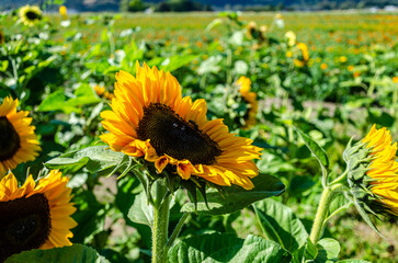 Sunflower cultivation in a flower farm in the Fraser Valley, BC, Canada