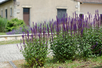Massif de fleurs violettes dans un jardin devant maison – ambiance naturelle et estivale © shootandcreate