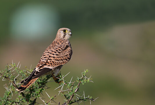 Common Kestral, a winter migrant raptor to Indian subcontinent.