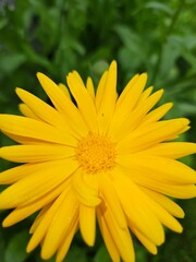 Yellow calendula flower closeup