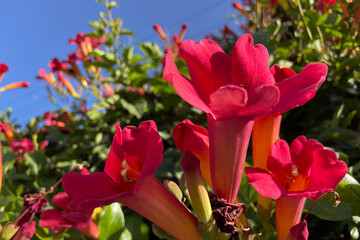 Amphilophium buccinatorium also known as Mexican blood flower,Trumpet. Tropical ornamental vine plant.