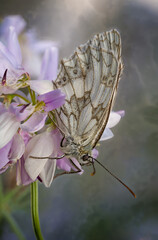 Marbled white on Wisteria floribunda (Melanargia galathea)