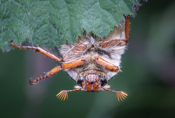 Field cockchafer
Feldmaikäfer (Melolontha melolontha)
cockchafer