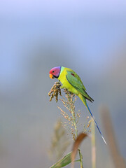 Plum-headed Parakeet - A Beautiful bird from parakeet family, found throughout Indian subcontinent..