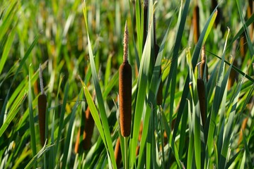 池端で群生するガマ（蒲）