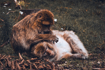 Barbary macaques eat each other