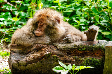 Angry barbary macaque shows the finger