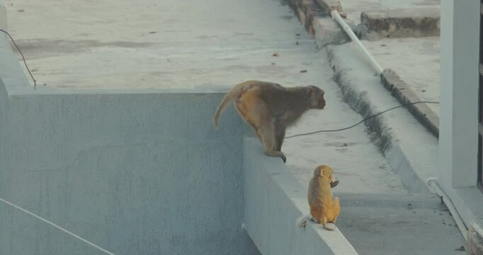 Monkeys is actively looking for leftover food in street. Bonnet Macaque - Macaca Radiata Or Zati fast running on roof. Baby Bonnet Macaqueite keep garbage bag with leftover food. Plastic pollution in