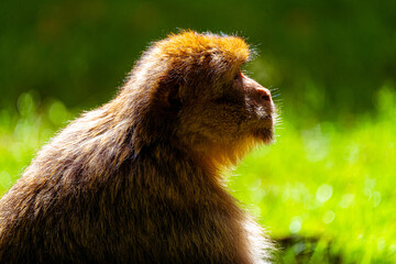 Barbary macaque