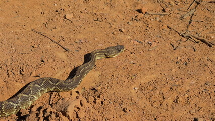 Rattlesnake abruptly turns towards the camera on dirt path