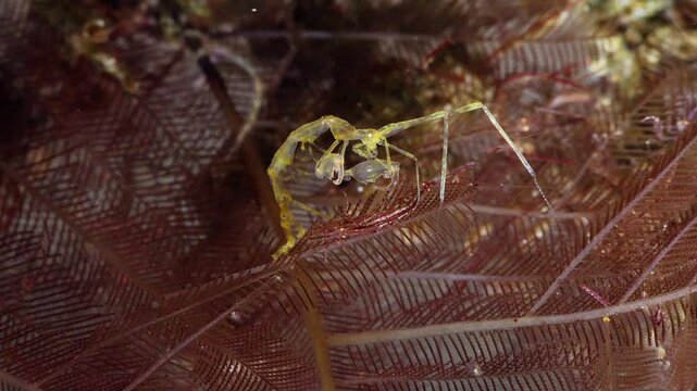 Large yellow Skeleton Shrimp (Caprellidae) on hydroid. Anilao, Philippines  3 of 7  60fps