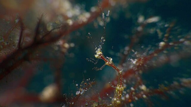 Close up of Skeleton Shrimp (Caprellidae). Anilao, Philippines  7 of 7  60fps