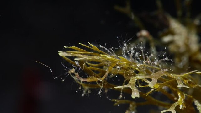 Female Skeleton Shrimp (Caprellidae) brooding juveniles as they hang onto her.  With lots of other young on a piece of algae. Anilao, Philippines  6 of 6  60fps