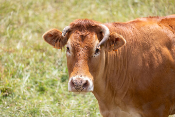 Brown cow standing in a grassy field with flies around its face, capturing the essence of rural life and the natural environment it inhabits.
