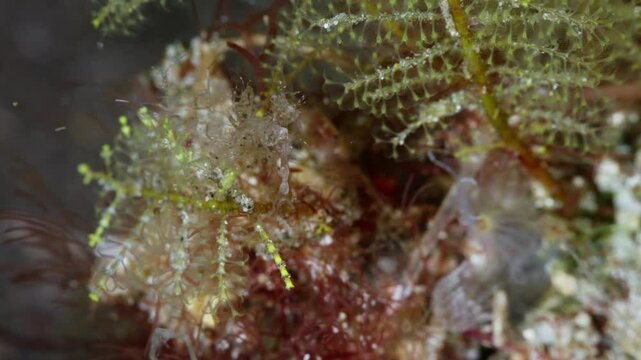 Female Skeleton Shrimp (Caprellidae) brooding juveniles as they hang onto her. Anilao, Philippines  2 of 6  60fps