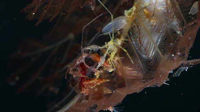 Large yellow Skeleton Shrimp (Caprellidae) fighting another caprellid. Anilao, Philippines  5 of 7  60fps
