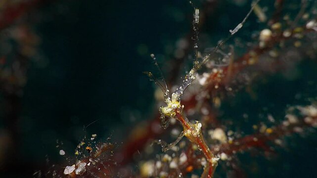 Close up of Skeleton Shrimp (Caprellidae) face. Anilao, Philippines  6 of 7  60fps