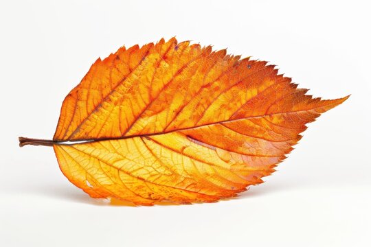 Detailed Autumn Meaple Leaf Isolated on White Background