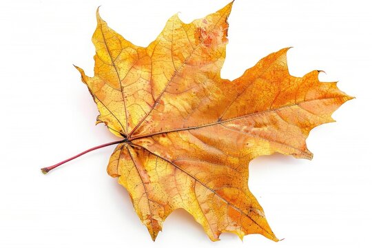 Detailed Autumn Meaple Leaf Isolated on White Background