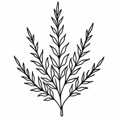 Fototapeta premium hornwort