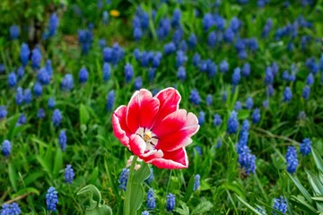 single pink tulip with open bud surrounded by blue hyacinths