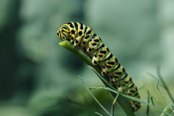 caterpillar crawls along a dill branch and devours it, a pest in the garden, a swallowtail larva, macro photo