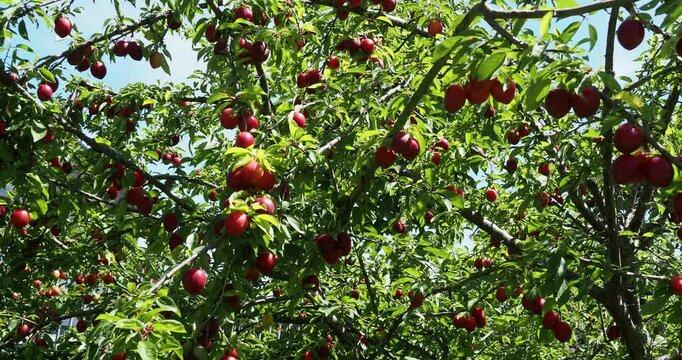 (Prunus domestica mirabella). Wild Mirabellier with spreading and densely green leafy branches and twigs, loaded with edible small red mirabelle plums
