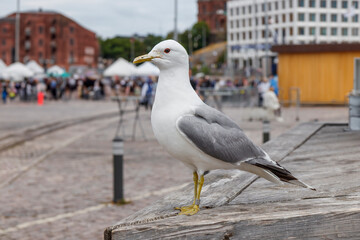 Seagull close up in a Old City Market of Helsinki during the Tall Ships Race 2024, a lot of visitors and tourists
