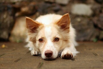 cute dog has his head down in the park.