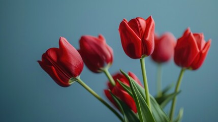 Close up of red tulips on blue backdrop with selective focus