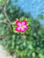 Obraz premium pink frangipani flower