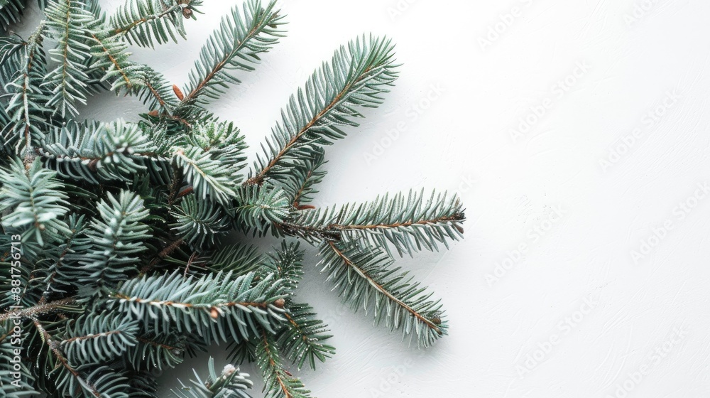 Poster Close up of green spruce branches on white backdrop with space for text
