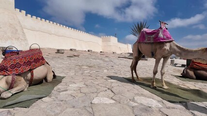  Camels resting in Agadir Oufela old city high kasbah - Morocco
