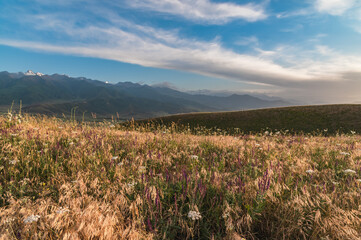 Blooming meadow on the hills at golden hour with mountains in the background. Selective focus.