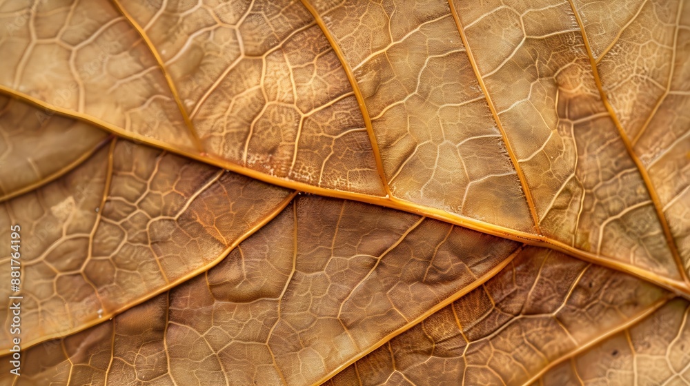 Poster texture of dry autumn leaf macro photo as organic nature background fall colors leaves texture close