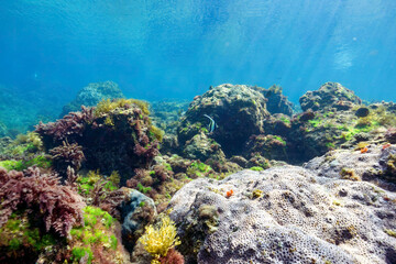 素晴らしいサンゴ礁のツノダシ（ツノダシ科）、キホシスズメダイ（スズメダイ科）、ヤマブキベラ（ベラ科）他の群れ。
東京都伊豆諸島式根島 - 2021年Moorish Idol (Zanclus cornutus) orthern yellow-spotted chromis (Chromis yamakawai) Yellow-brown wrasse (Thalassoma lutescens)
