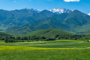 Yellow rapeseed fields and green meadows against the backdrop of green mountains and snow-capped...
