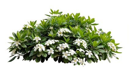 Obraz premium Tropical plant flower bush shrub tree isolated on white background with clipping path : Generative AI