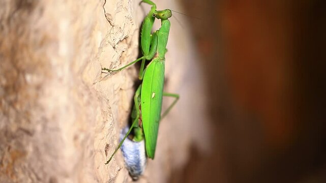 The praying mantis is laying eggs