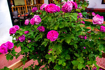 Blossom on Roses in the Garden of Leh