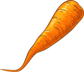 Carrot Root  Colored Detailed Illustration