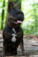 Französische Bulldogge