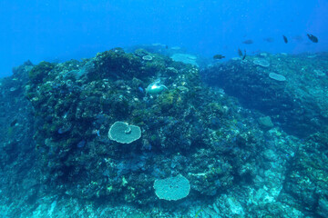 岩場で休む美しく大きなアオウミガメ（ウミガメ科）。

東京都伊豆諸島式根島 - 2021年3月

A beautiful, large green sea turtle (Chelonia mydas, family Turtles) resting on a rocky beach.
