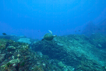 サンゴ礁をゆったりと泳ぐ大きく美しいアオウミガメ（ウミガメ科）。

東京都伊豆諸島式根島 - 2021年3月


Large, beautiful green sea turtles (Chelonia mydas) swim leisurely through coral reefs.
