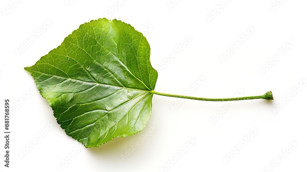 Poster Fresh green single leaf just plucked from the branch isolated on white background with high resolution : Generative AI