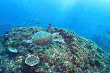 サンゴ礁をゆったりと泳ぐ大きく美しいアオウミガメ（ウミガメ科）。

東京都伊豆諸島式根島 - 2021年3月


Large, beautiful green sea turtles (Chelonia mydas) swim leisurely through coral reefs.
