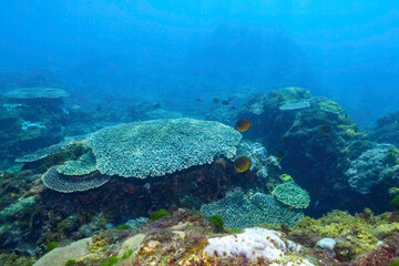 素晴らしいサンゴ礁のツノダシ（ツノダシ科）、キホシスズメダイ（スズメダイ科）、ヤマブキベラ（ベラ科）他の群れ
東京都伊豆諸島式根島 - 2021年3月
Moorish Idol (Zanclus cornutus) orthern yellow-spotted chromis (Chromis yamakawai) Yellow-brown wrasse (Thalassoma lutescens